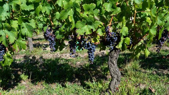 La Gironde viticole, secteur de Pessac